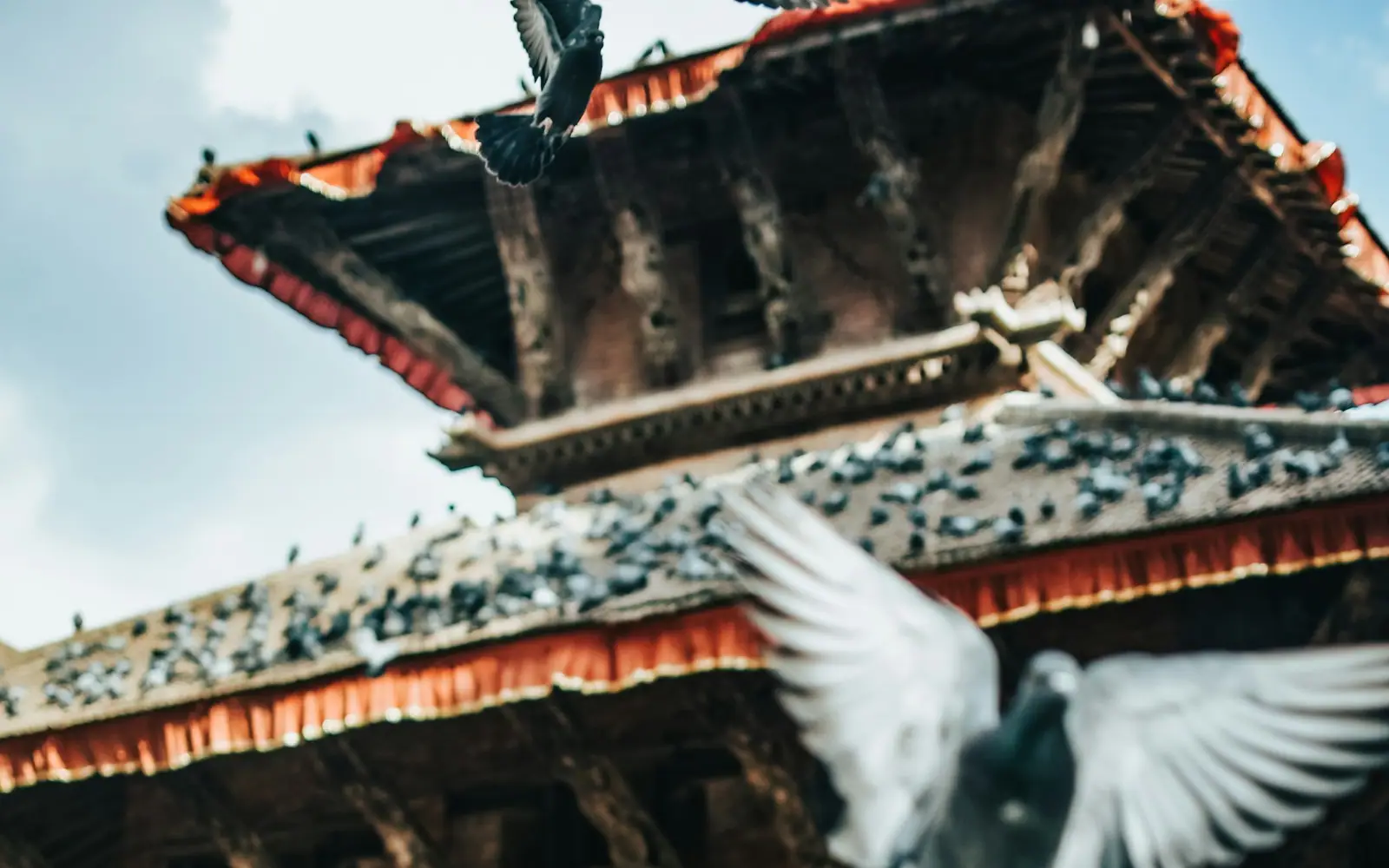 Pigeons on the tiered roof of a pagoda temple in Kathmandu, one flying past in the foreground